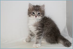 Male Siberian Kitten from Deedlebug Siberians